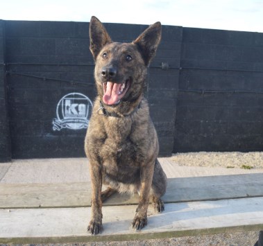 Elite Protection Dog Zizi 