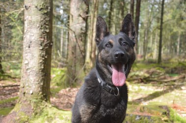 Elite Protection Dog Zek