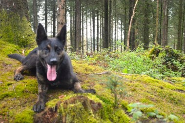 Elite Protection Dog Zek