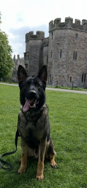 Elite Protection Dog Bear