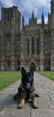 Elite Protection Dog Bear