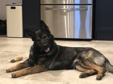 Elite Protection Dog Tristan