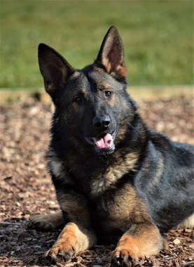 Elite Protection Dog Cyrius (vom Valborg)