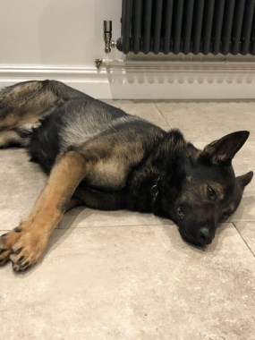 Elite Protection Dog Tristan