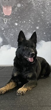 Elite Protection Dog Doska