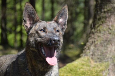 Elite Protection Dog Zizi