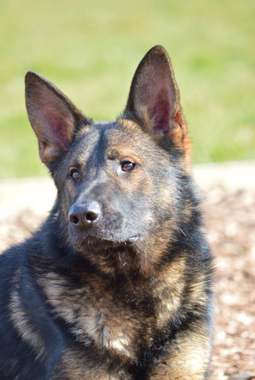 Elite Protection Dog Cyrius (vom Valborg)