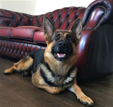 Elite Protection Dog Ellis Relaxing