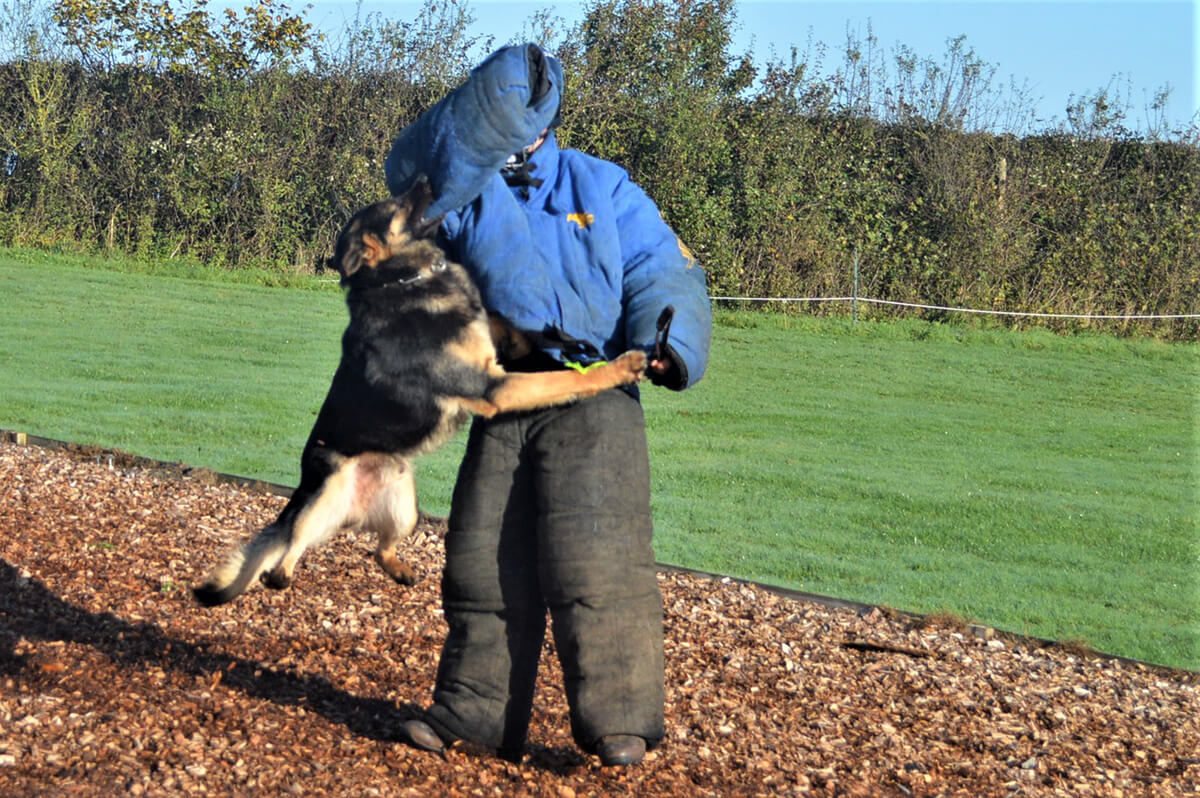 Attack by fully trained protection dog