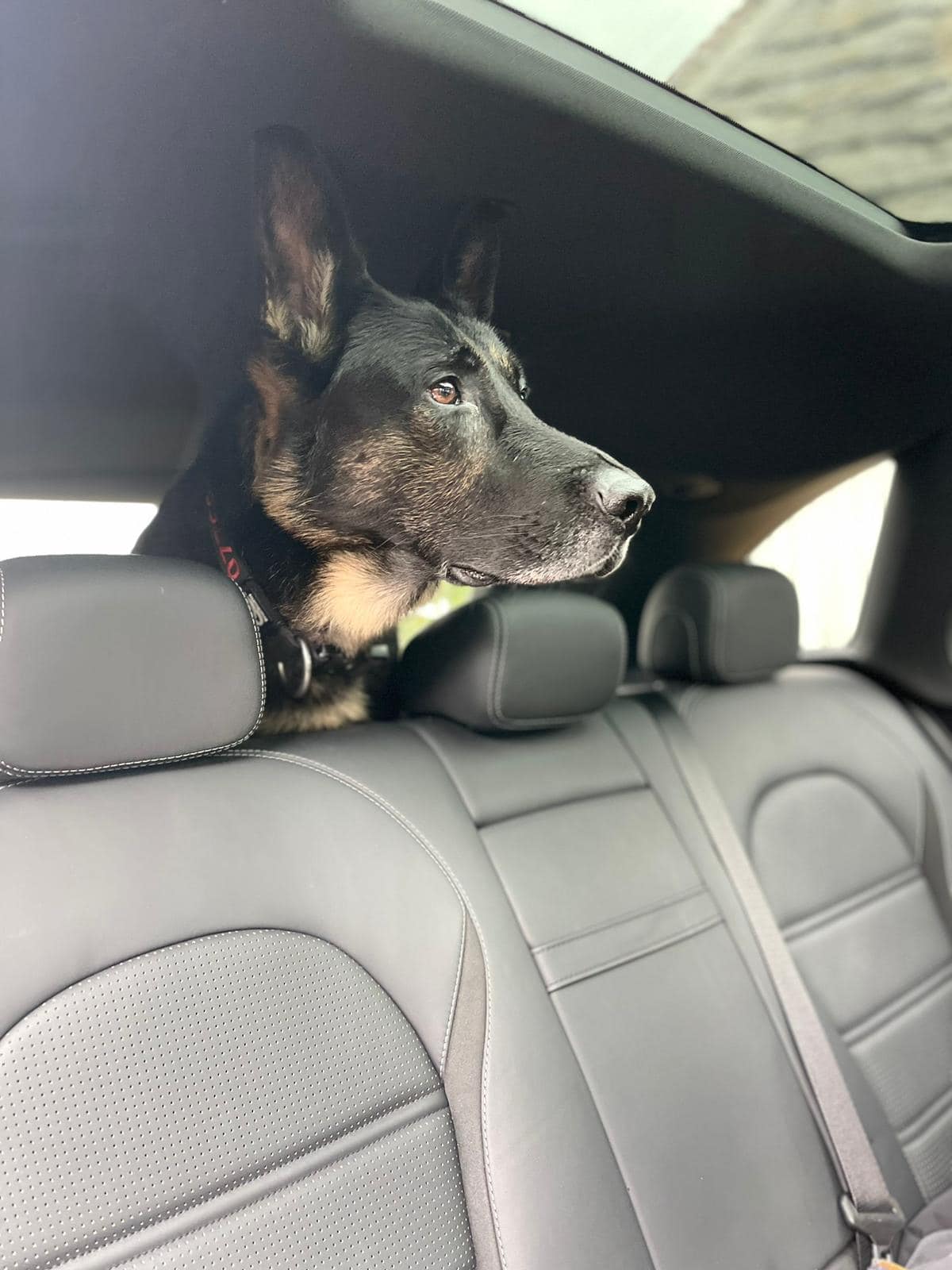 Security planning with Family Protection Dogs