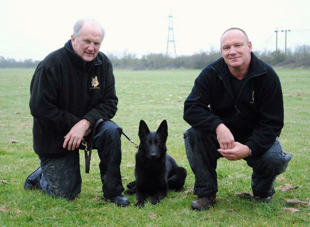 Family defence dogs. Trained protection dogs for family and home from K9 Protector