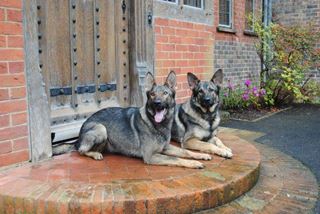 Personal protection dogs UK. Fully trained and supplied by K9  Protector