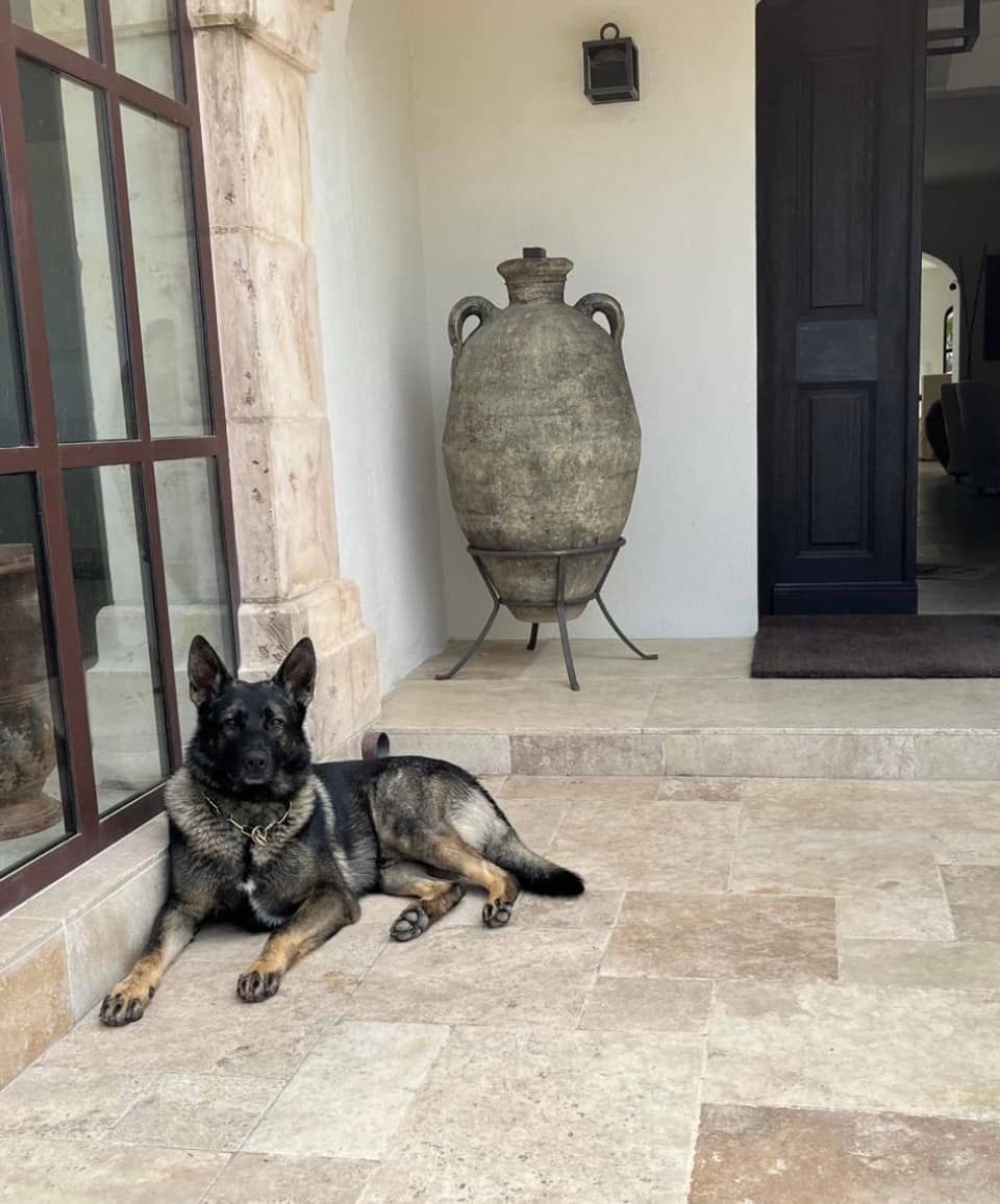 highly trained protection guard dogs