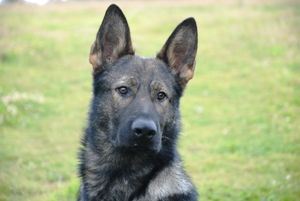 Family Protection Dog - Lasso. German Shepherd trained as a protection dog