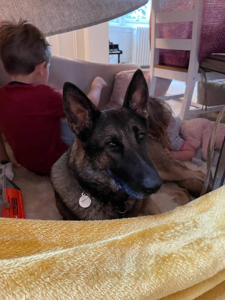 Family protection dog relaxing with the children