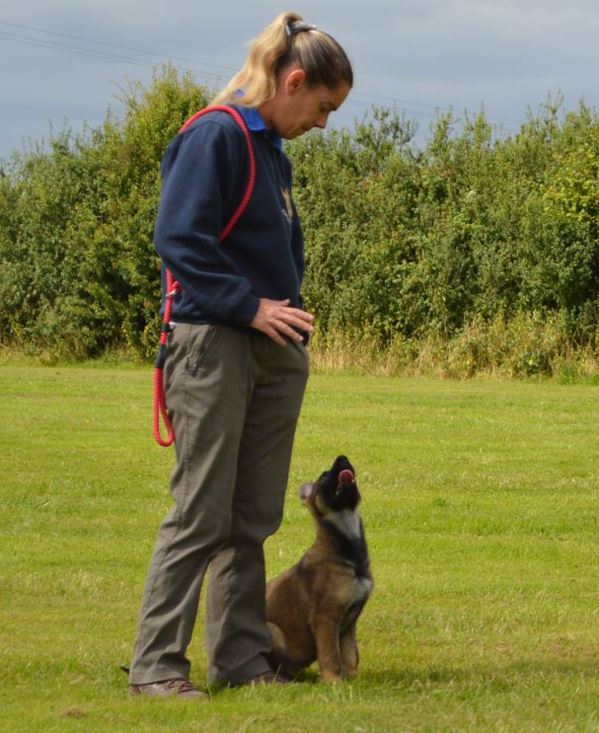 Protection dog puppies being trained - K9 Protector