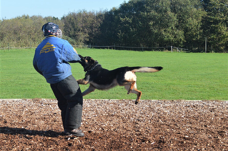 trained security with protection dogs worldwide