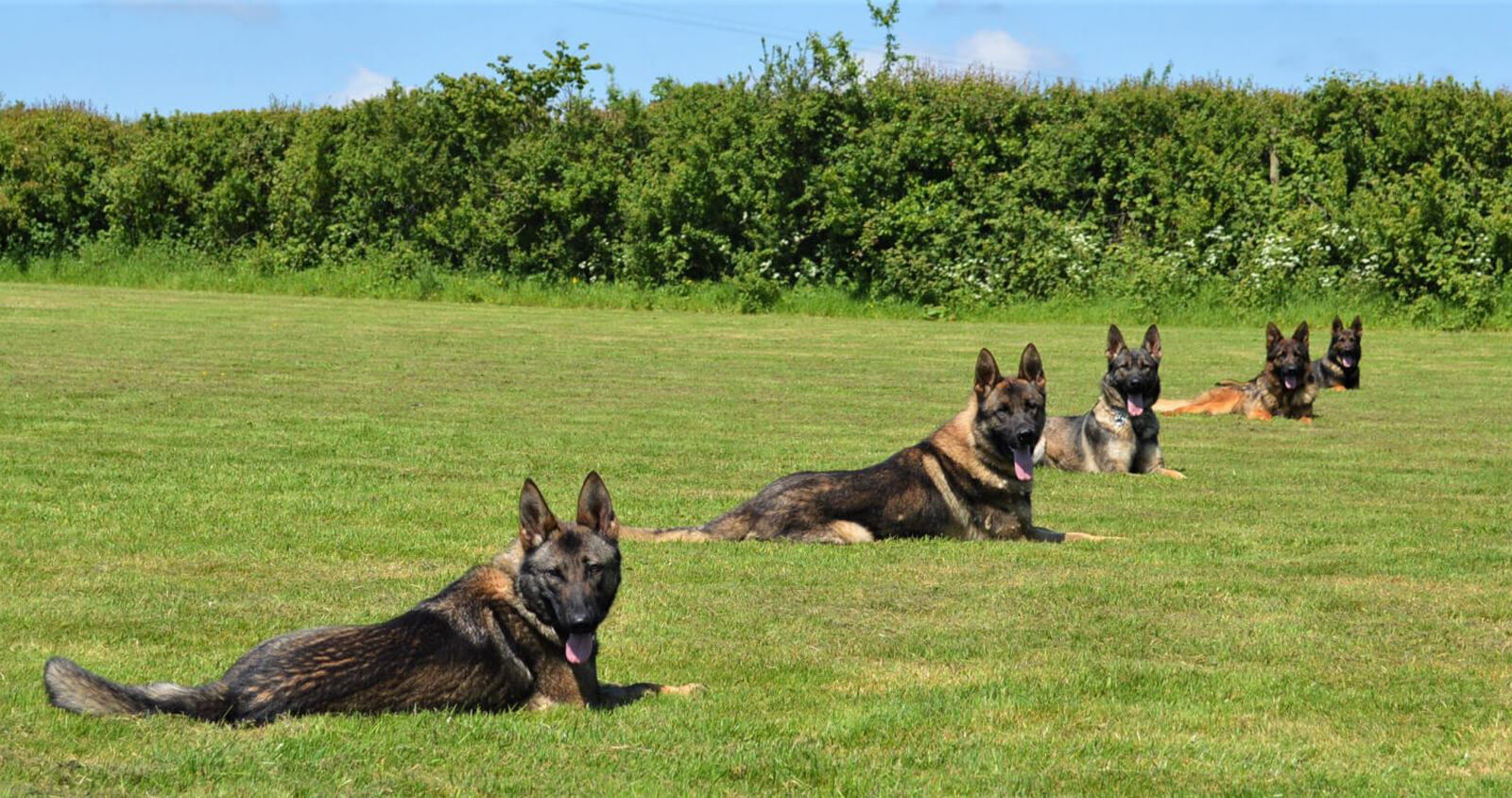 group of protection dogs