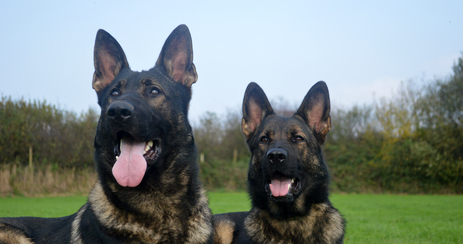 k9 security dogs