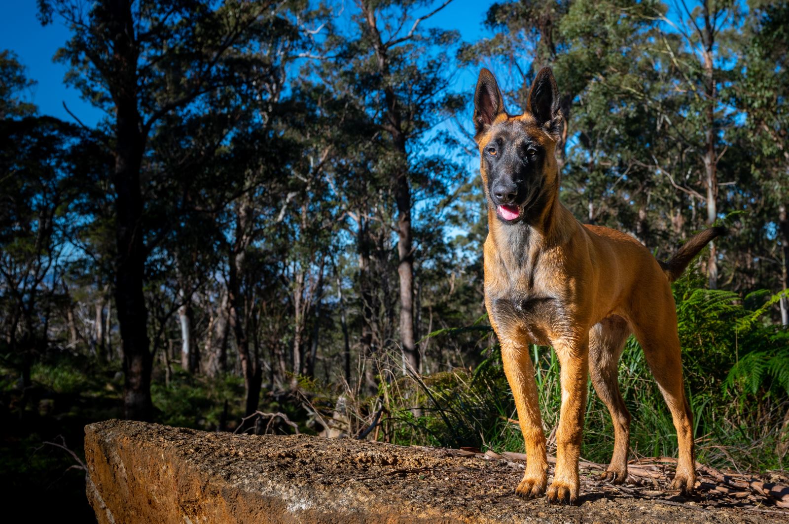 Elite K9 Body Guards For Your Family