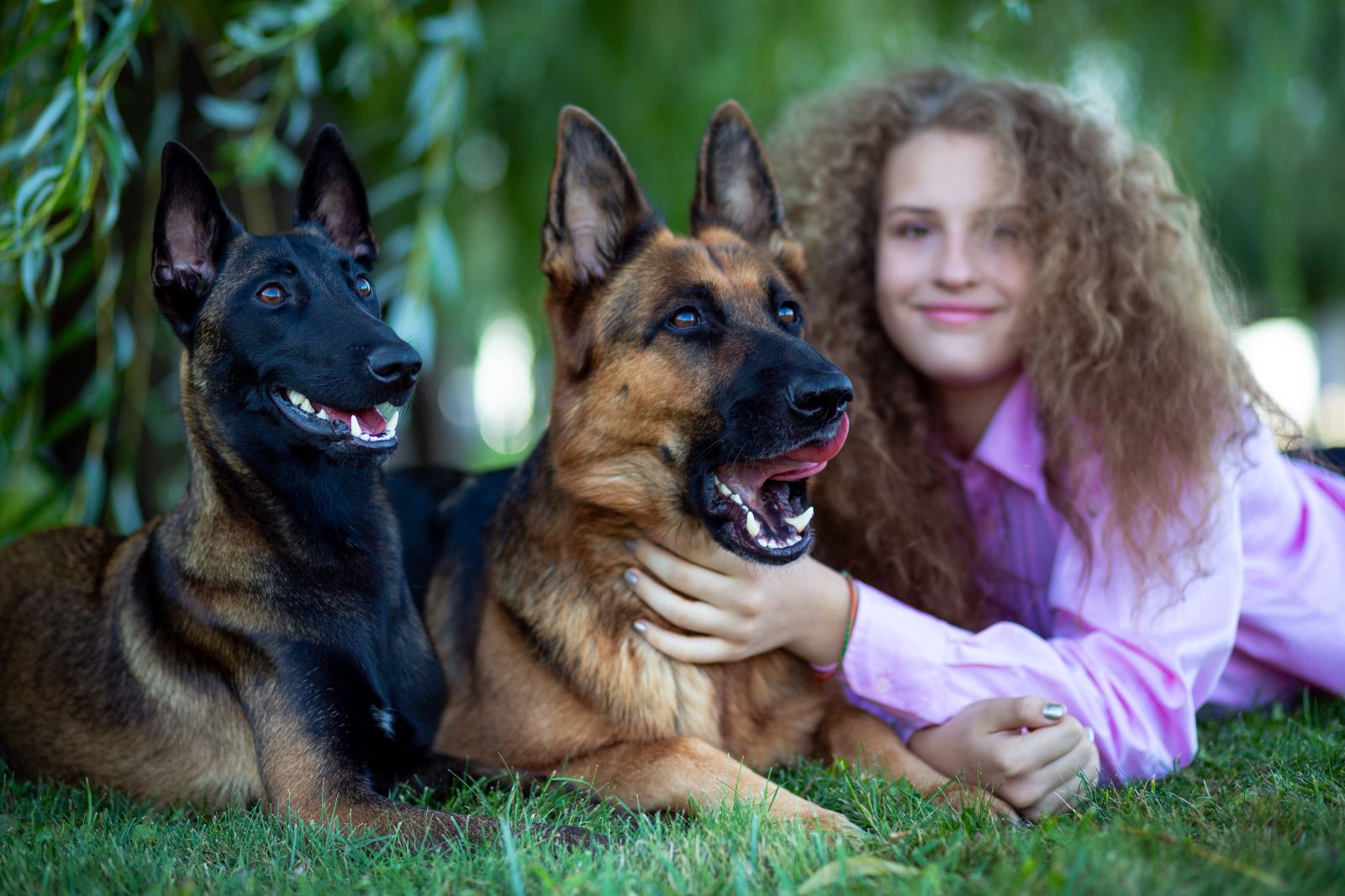 Family Protection Dogs For Sale