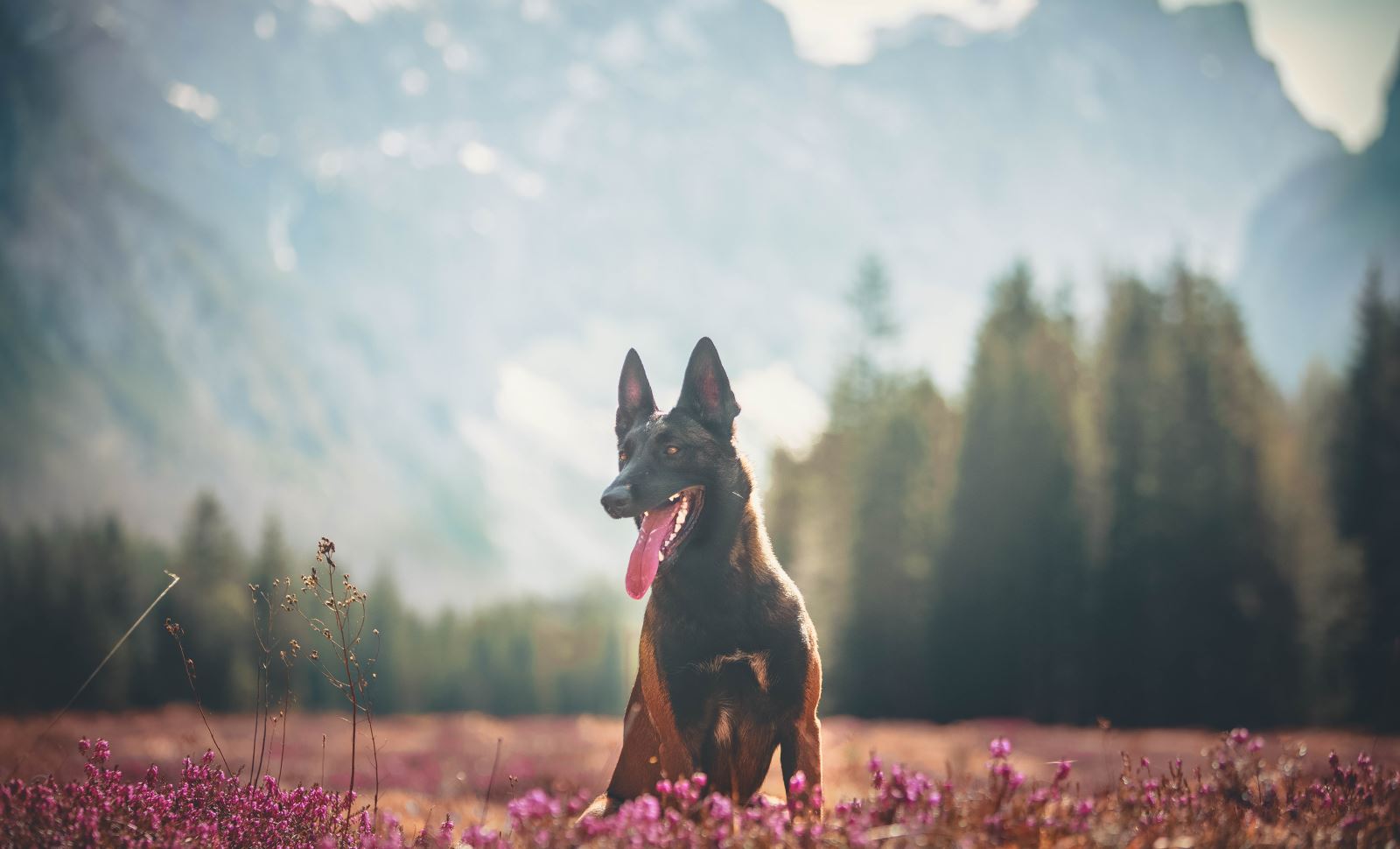 Protection Dogs Available Worldwide 