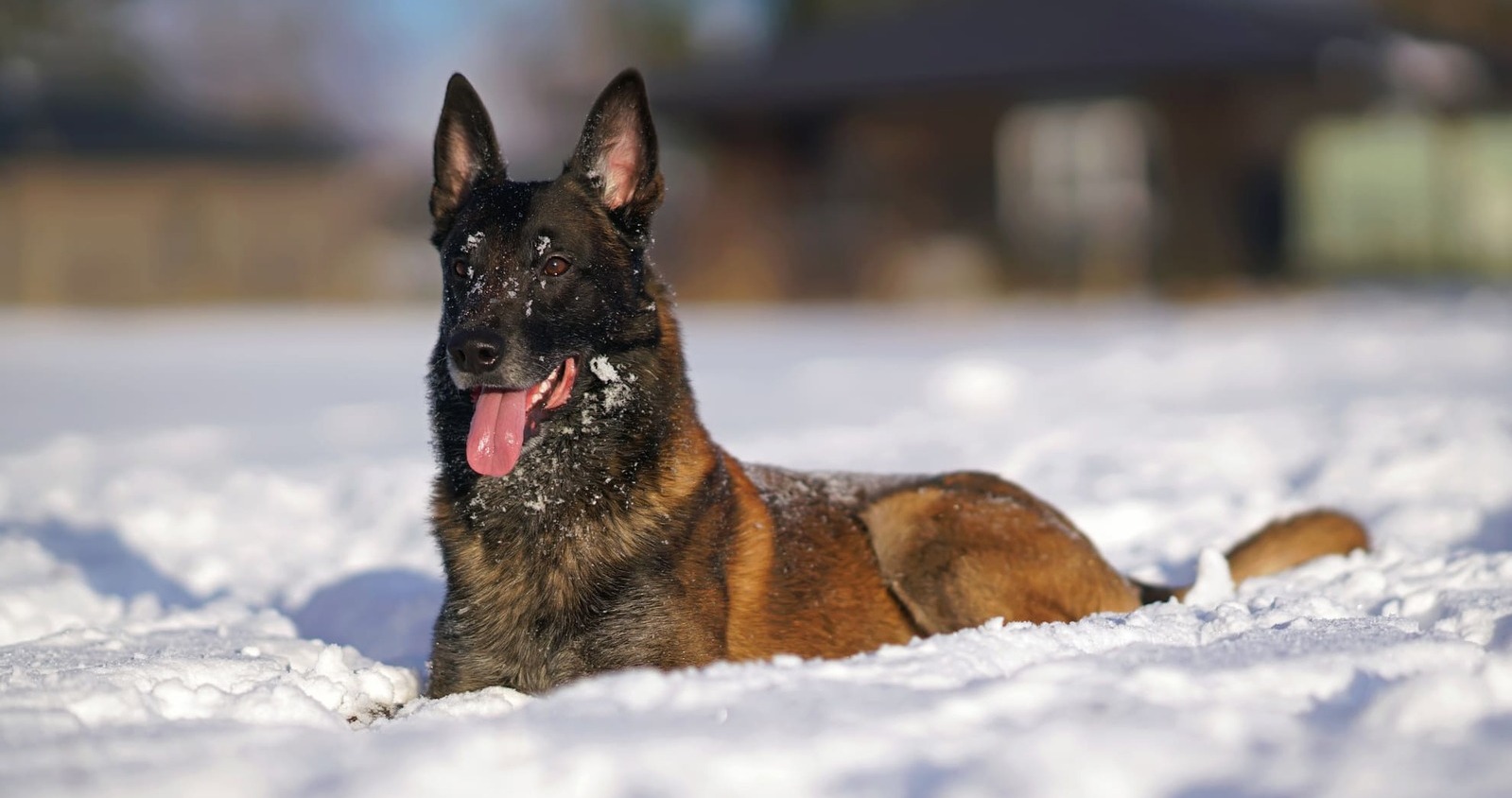 Protection Dogs For Your Family